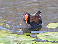 Poule d'eau (ord Anseriformes) (fam Annatides) (Photo F. Mrugala) (02)